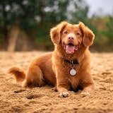 A dog sitting in the sand
