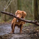 A dog playing with an stick